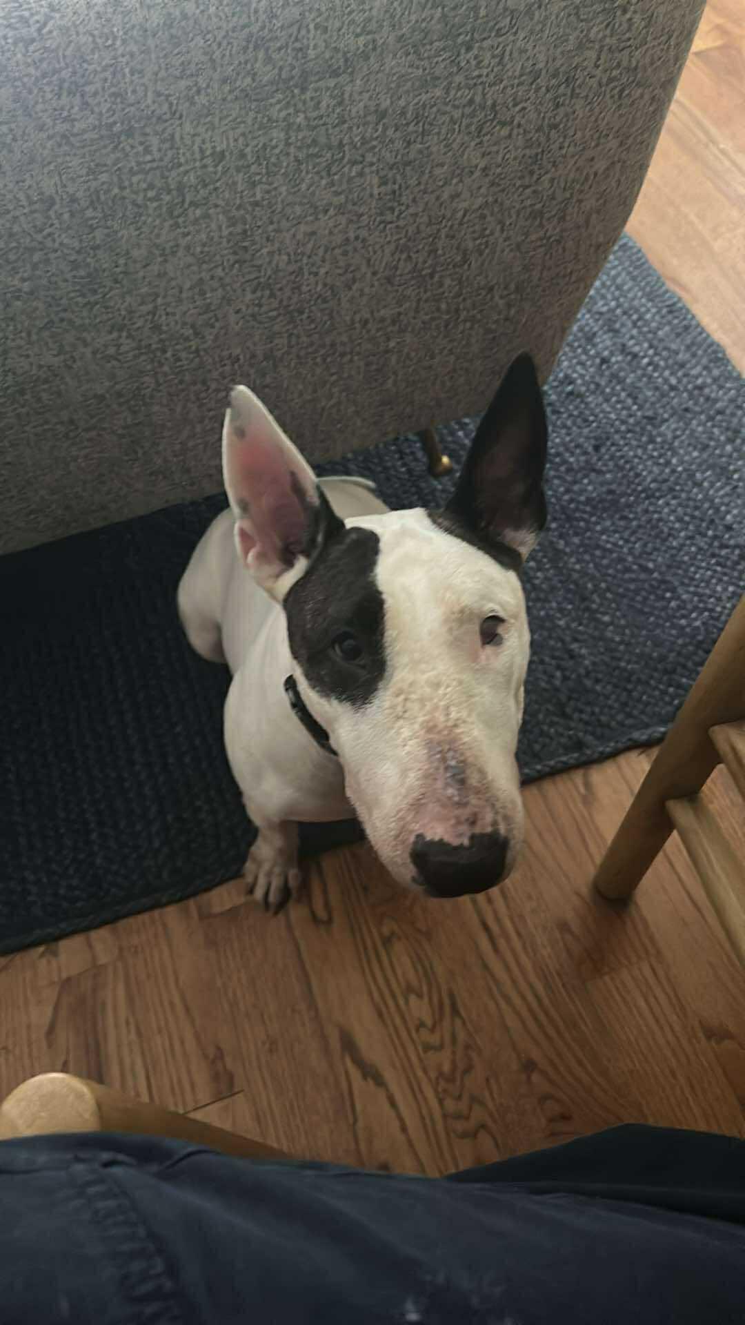 Enlarge 25-074-Aug Penelope One Eye aka Penny, a Adoptable Bull Terrier in New York, NY image 3/6