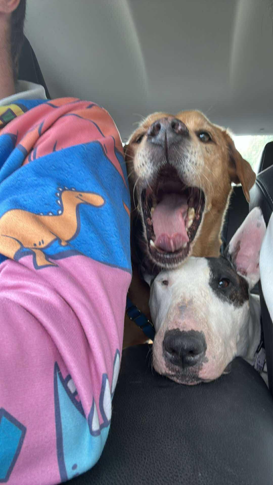 Enlarge 25-074-Aug Penelope One Eye aka Penny, a Adoptable Bull Terrier in New York, NY image 5/6