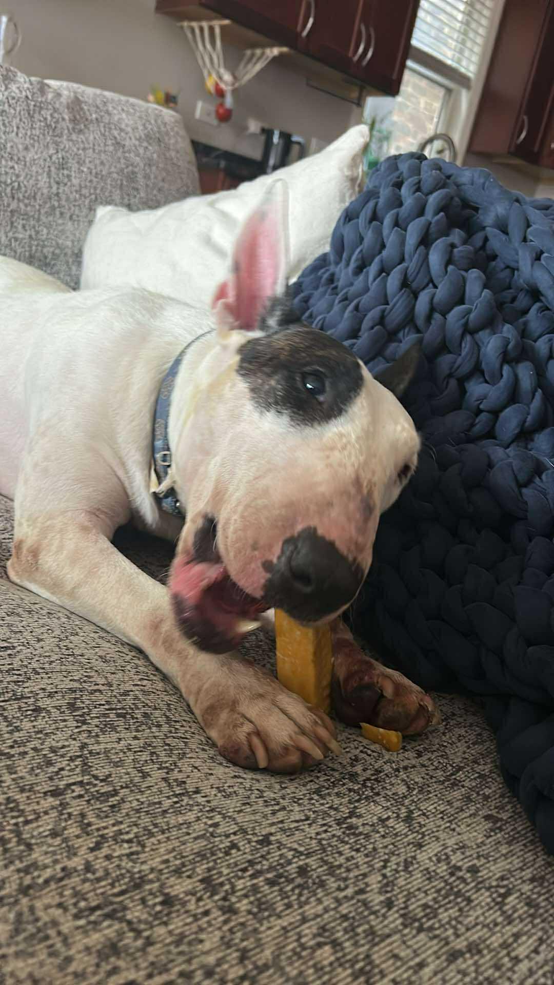 Enlarge 25-074-Aug Penelope One Eye aka Penny, a Adoptable Bull Terrier in New York, NY image 6/6