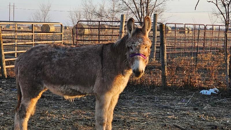 Enlarge Merrilee, a Adoptable Donkey in Scotland, SD image 1/3