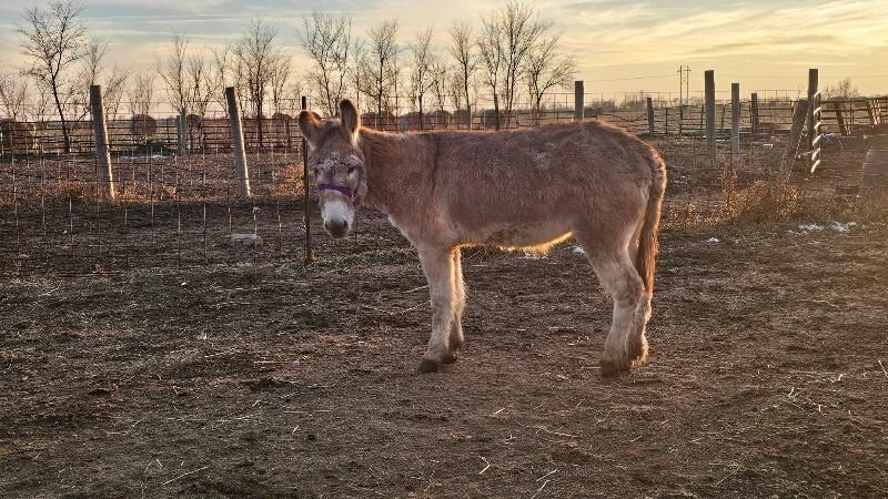 Enlarge Merrilee, a Adoptable Donkey in Scotland, SD image 2/3