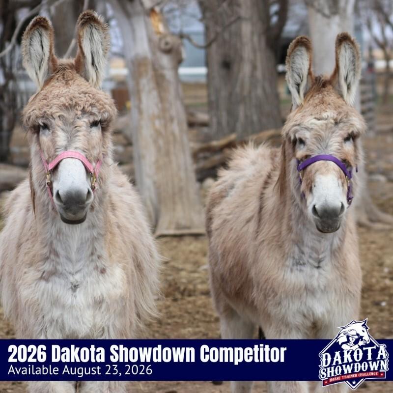 Enlarge Merrilee, a Adoptable Donkey in Scotland, SD image 3/4