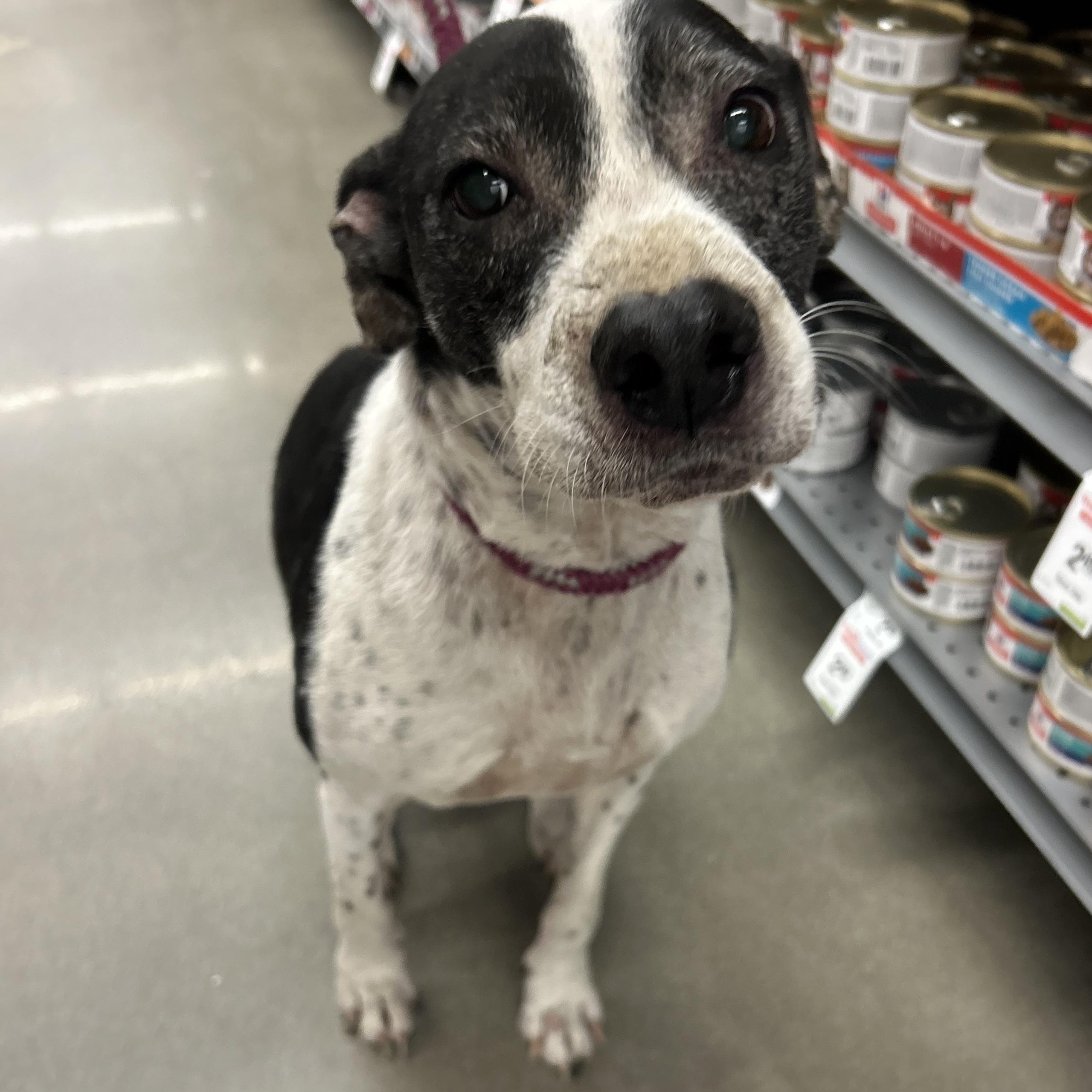 Buster, a Adoptable mixed breed in Bryan, TX image 1/4