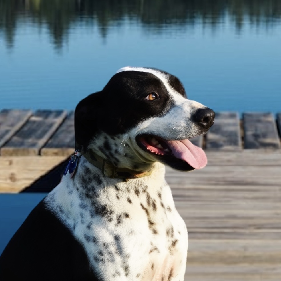 Buster, a Adoptable mixed breed in Bryan, TX image 3/4