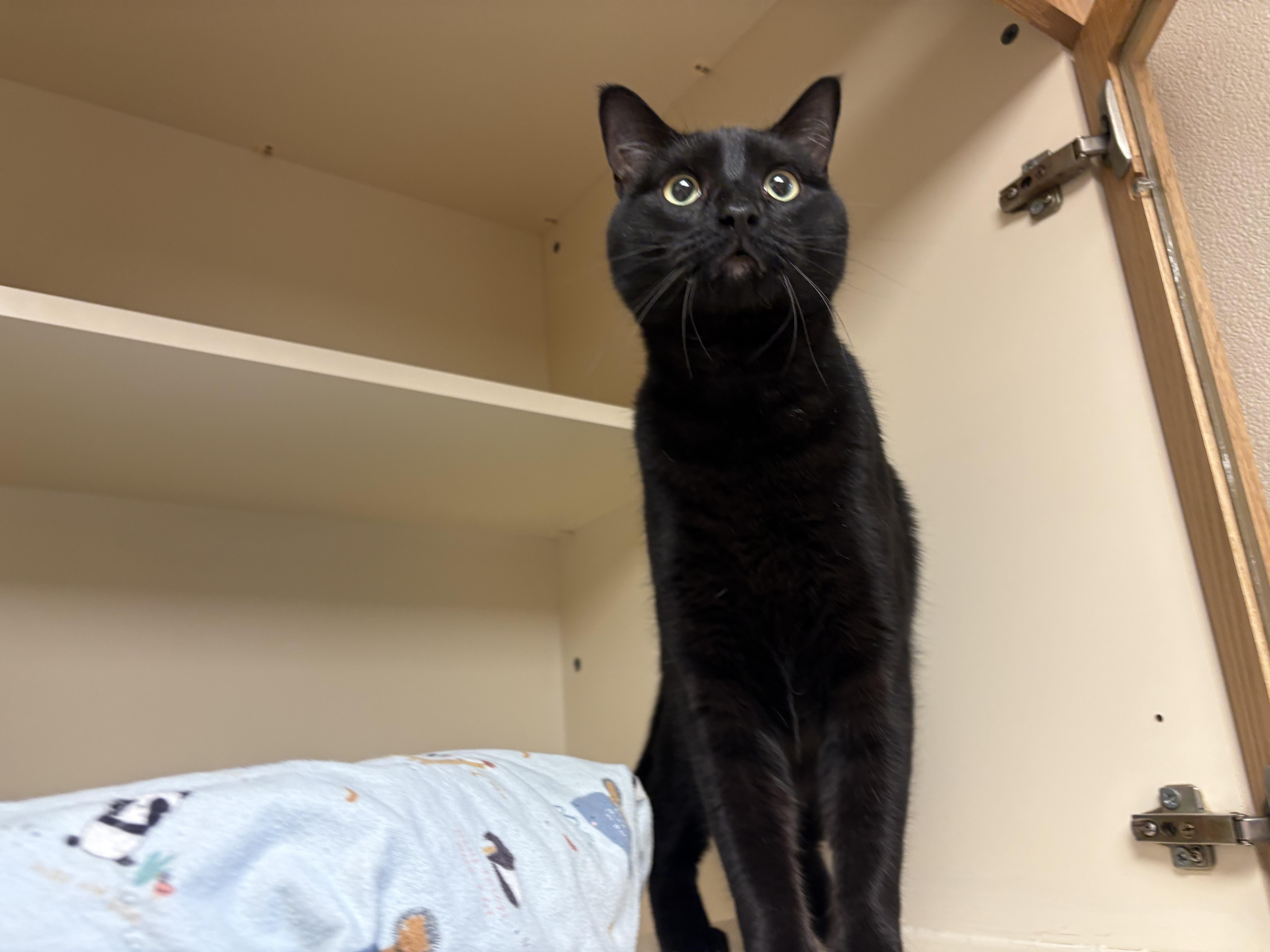 Enlarge KJ, a ADOPTABLE mixed breed in Hays, KS image 4/6