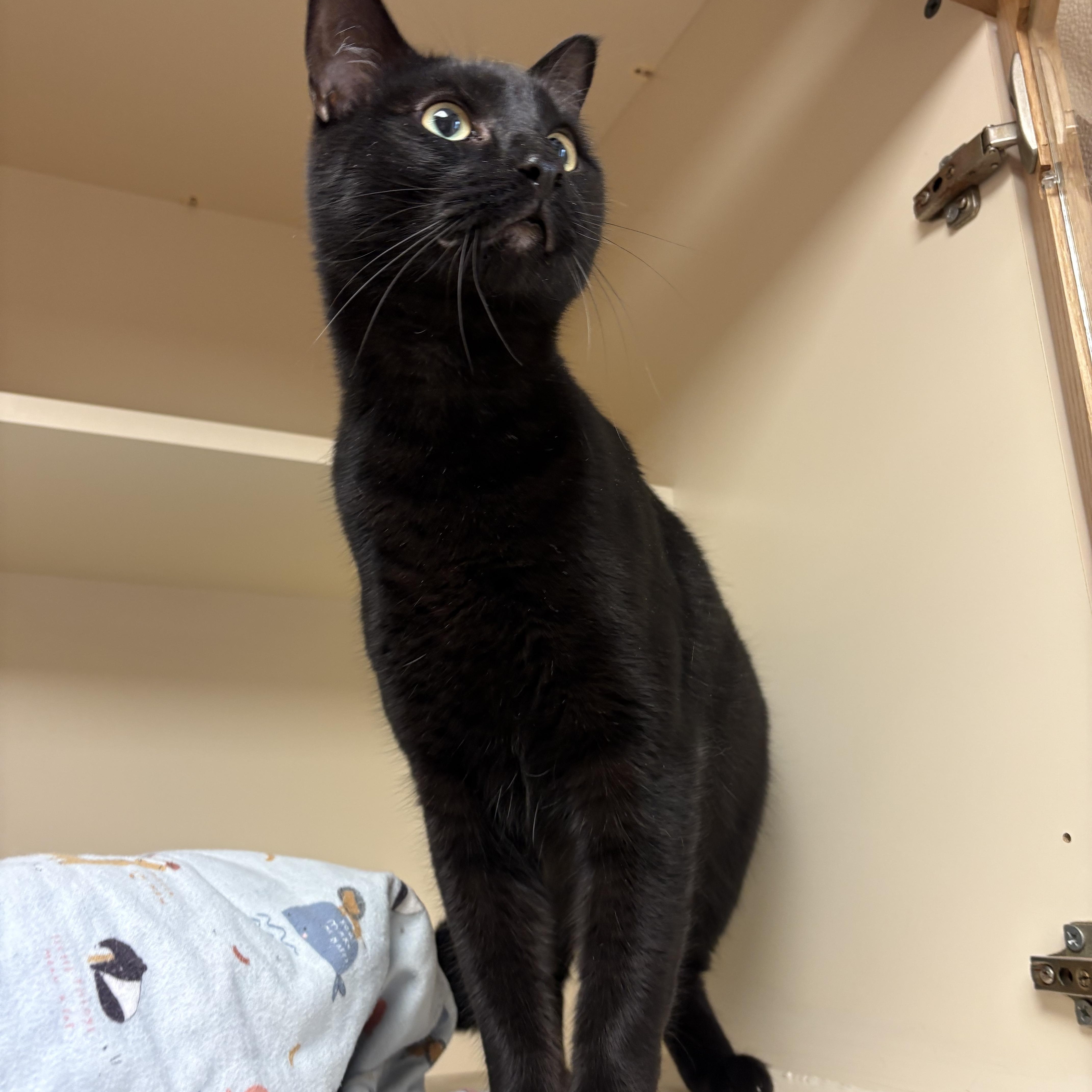 Enlarge KJ, a ADOPTABLE mixed breed in Hays, KS image 1/6