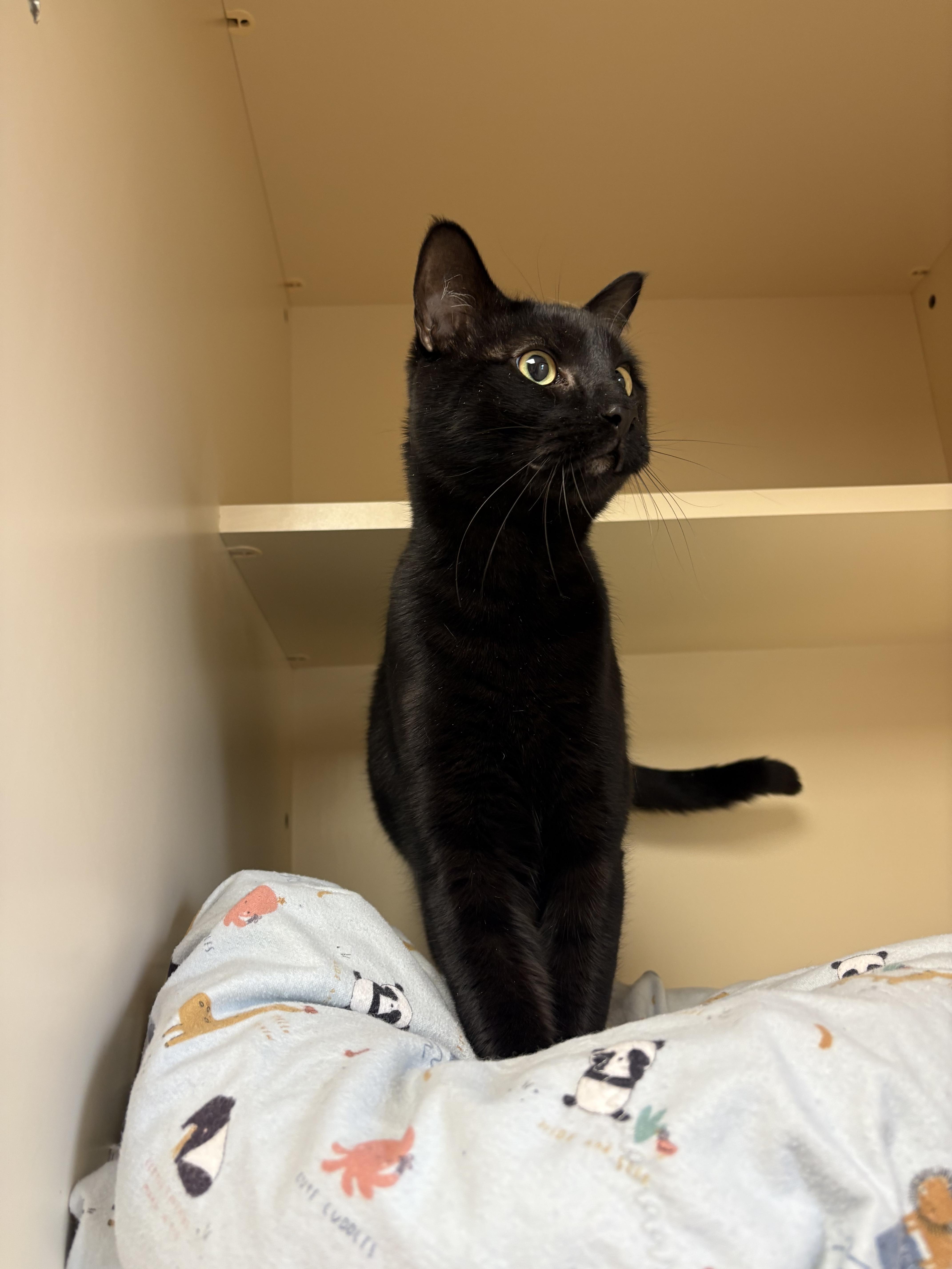 Enlarge KJ, a ADOPTABLE mixed breed in Hays, KS image 3/6