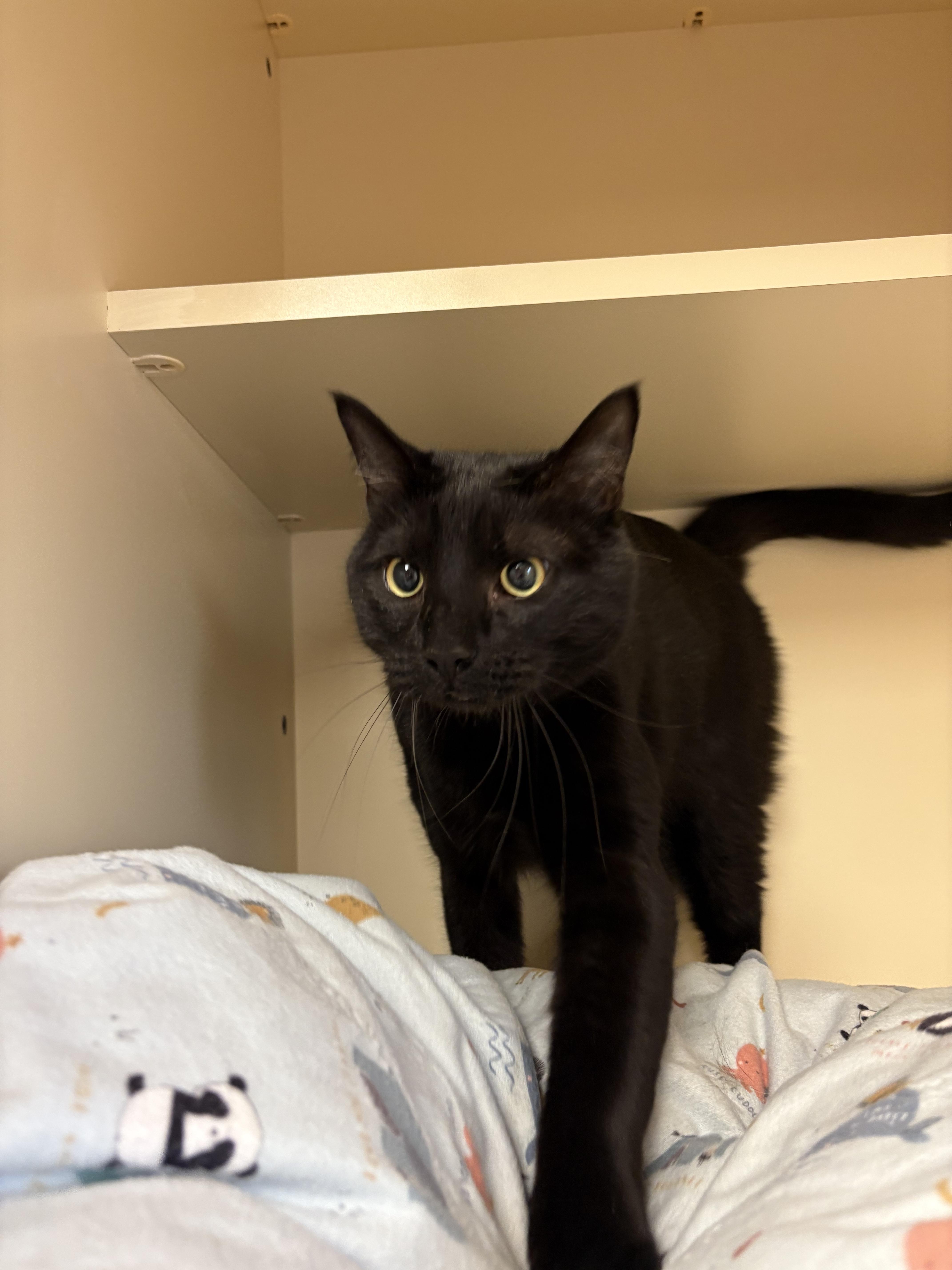 Enlarge KJ, a ADOPTABLE mixed breed in Hays, KS image 2/6