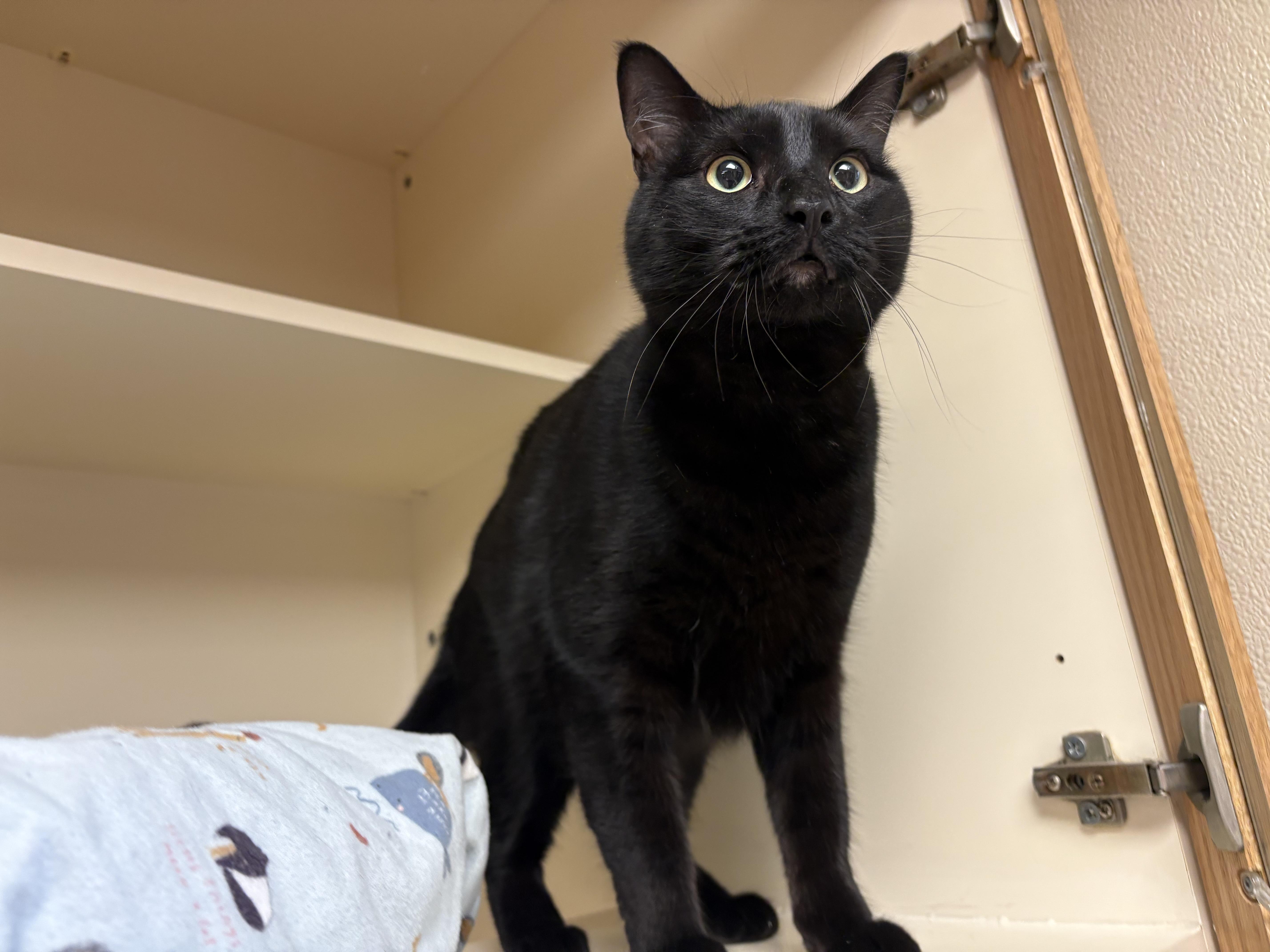 Enlarge KJ, a ADOPTABLE mixed breed in Hays, KS image 6/6