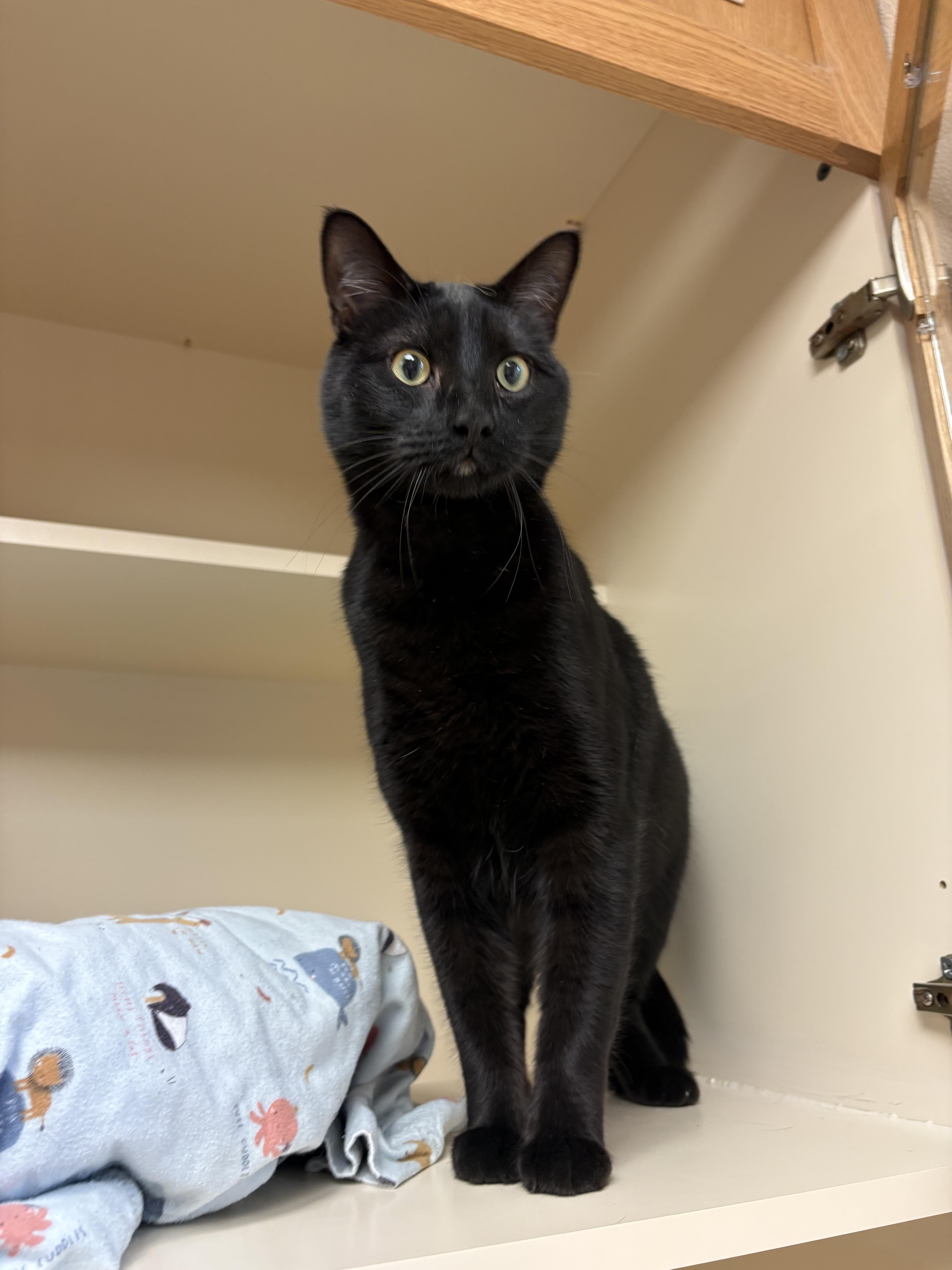 Enlarge KJ, a ADOPTABLE mixed breed in Hays, KS image 5/6