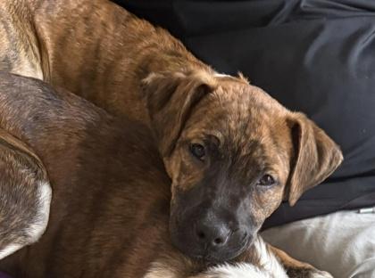 Theo, Adoptable, Puppy Male Mixed Breed & Mixed Breed.