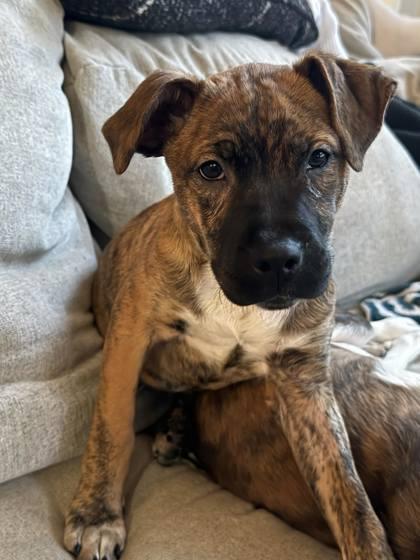 Enlarge Theo, a Adoptable mixed breed in Hobart, IN image 2/3