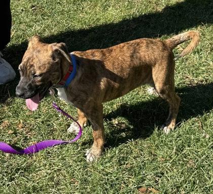 Enlarge Theo, a Adoptable mixed breed in Hobart, IN image 3/3