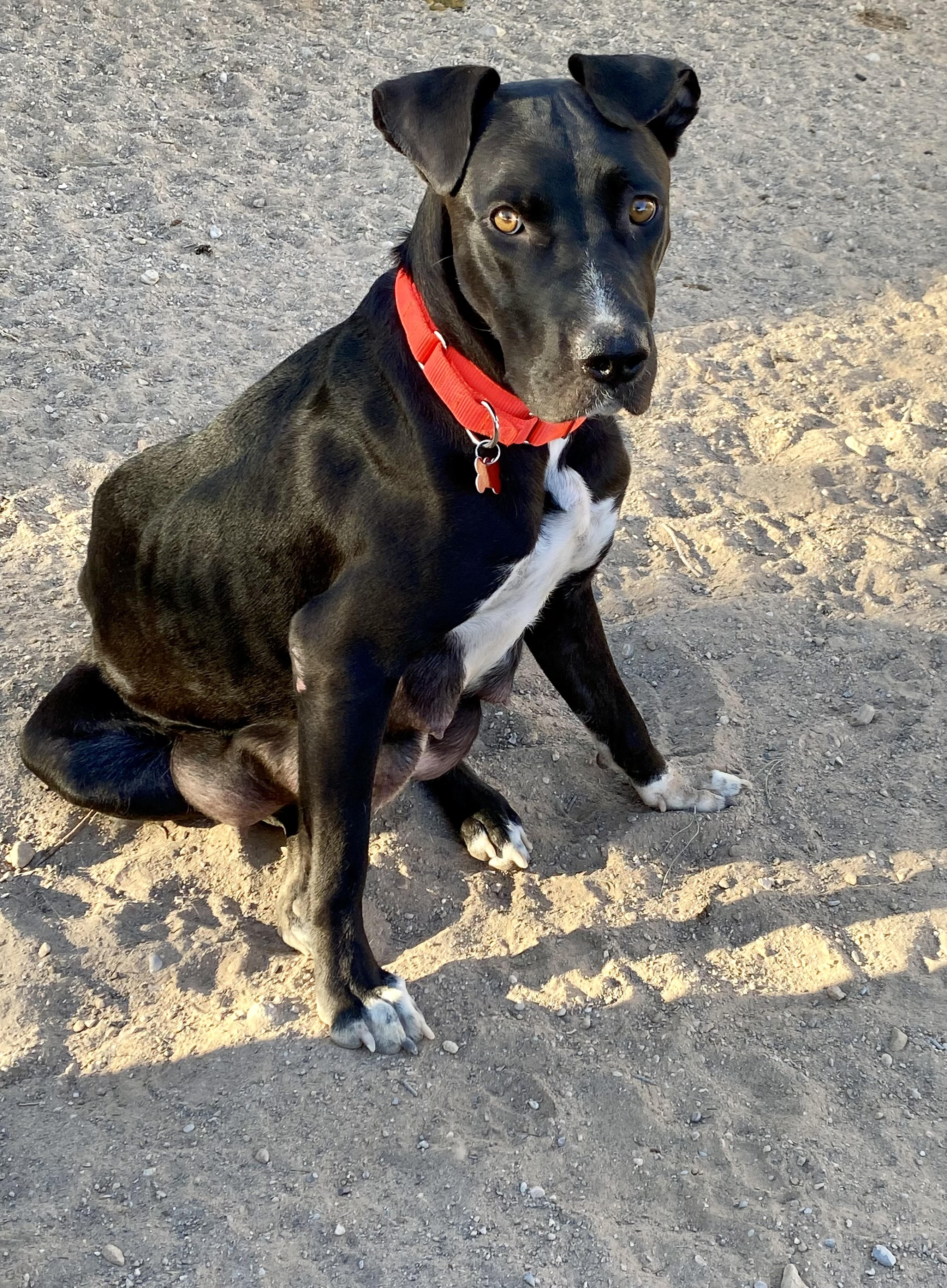 MIRACLE, a Adoptable mixed breed in Las Vegas, NV image 2/4