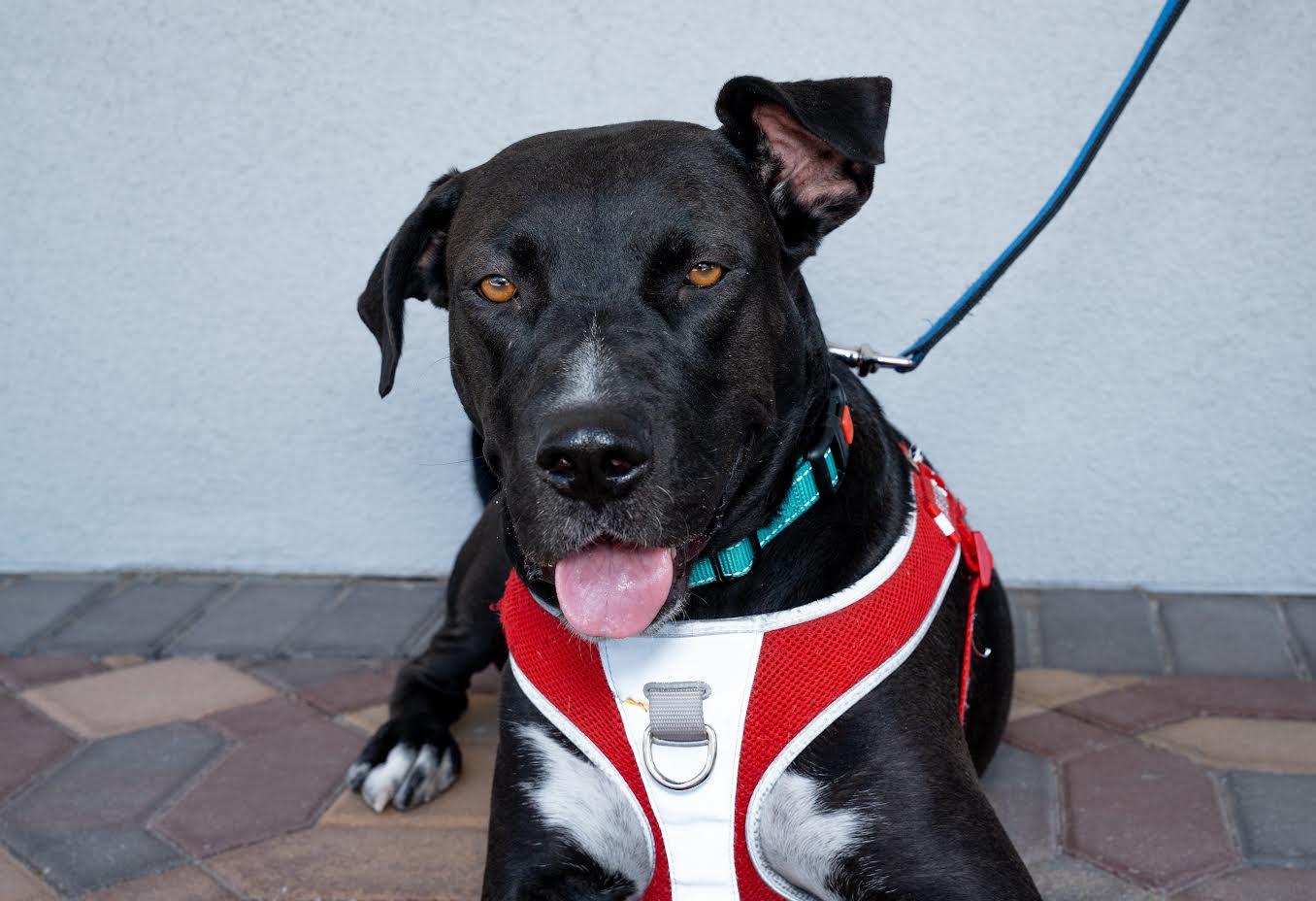 MIRACLE, a Adoptable mixed breed in Las Vegas, NV image 3/4