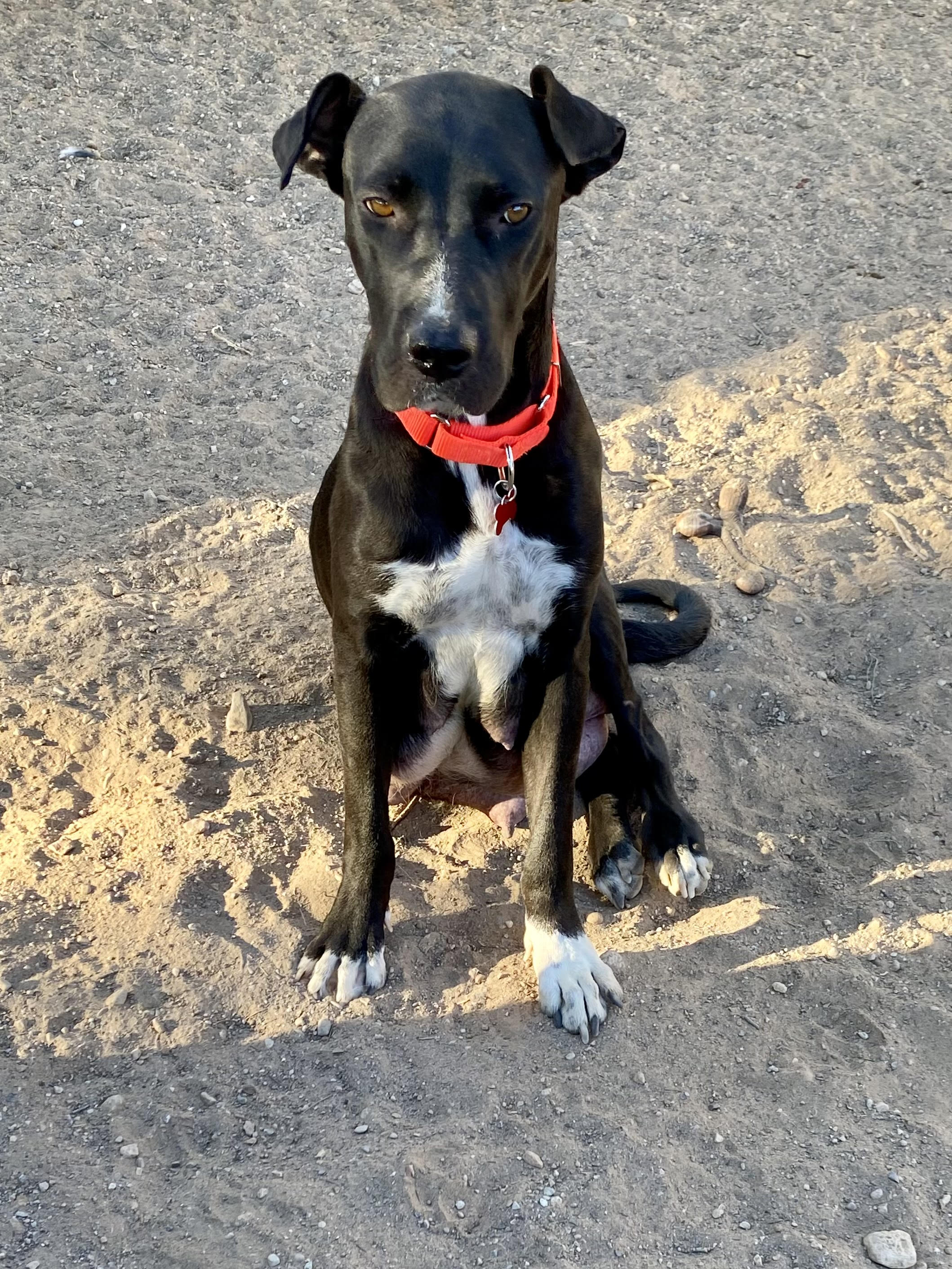 MIRACLE, a Adoptable mixed breed in Las Vegas, NV image 4/4