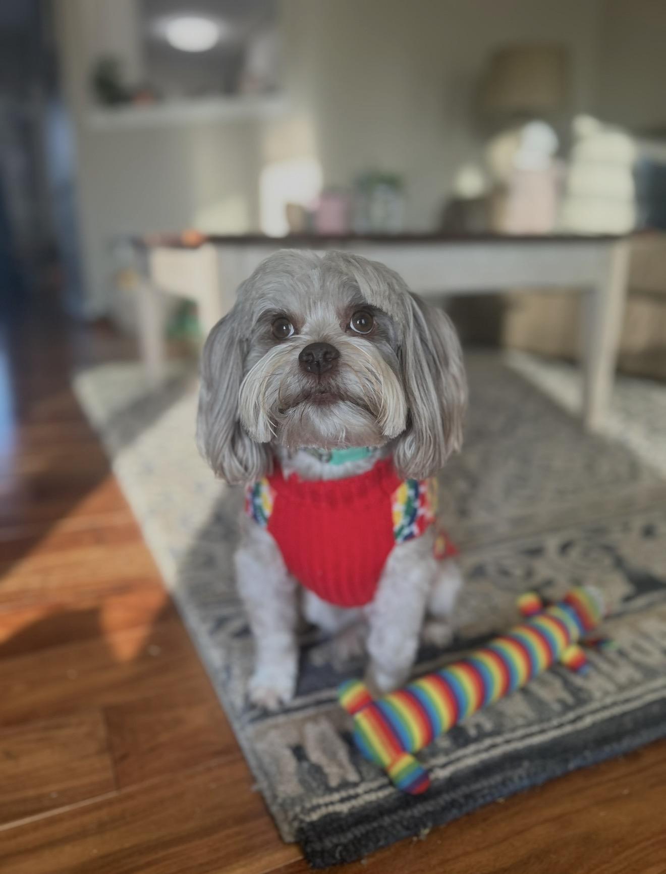 Max, ADOPTABLE, Adult Male Havanese.