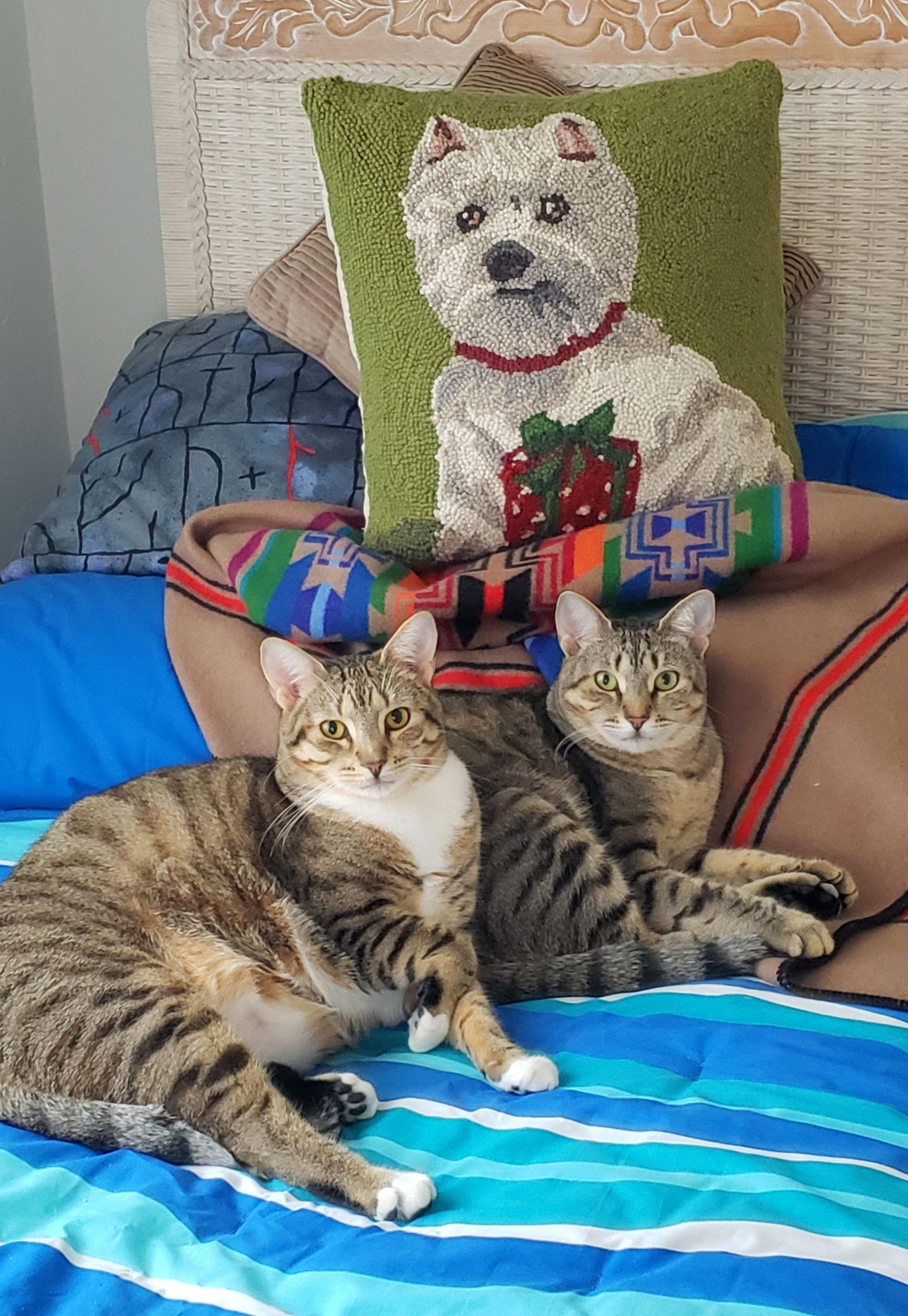 BONDED PAIR: Bella & Lola, Adoptable, Adult Female Tabby.