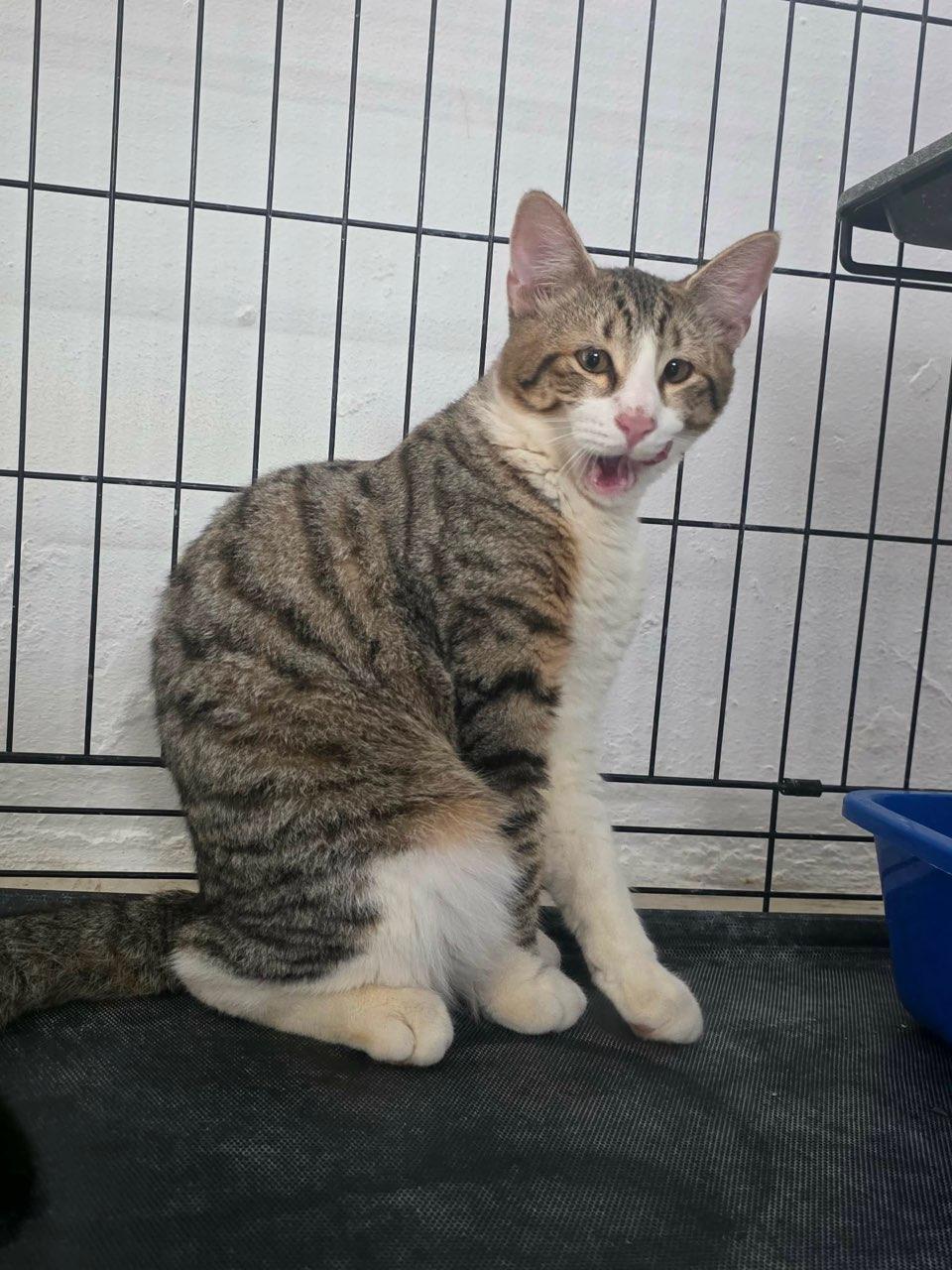 Enlarge Nico, a Adoptable mixed breed in Annapolis, MD image 6/6