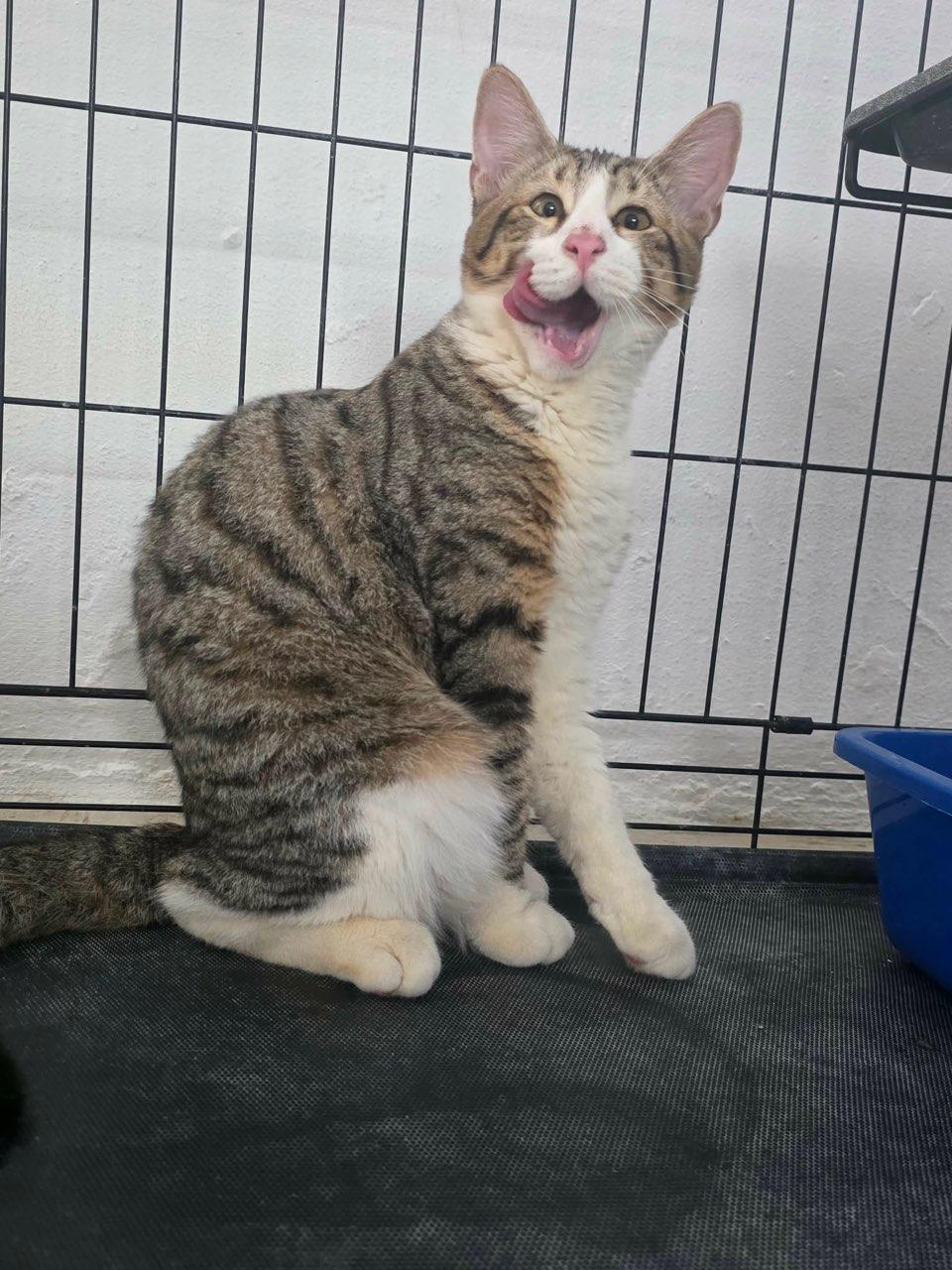 Enlarge Nico, a Adoptable mixed breed in Annapolis, MD image 5/6