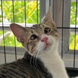 Enlarge Nico, a Adoptable mixed breed in Annapolis, MD image 4/6