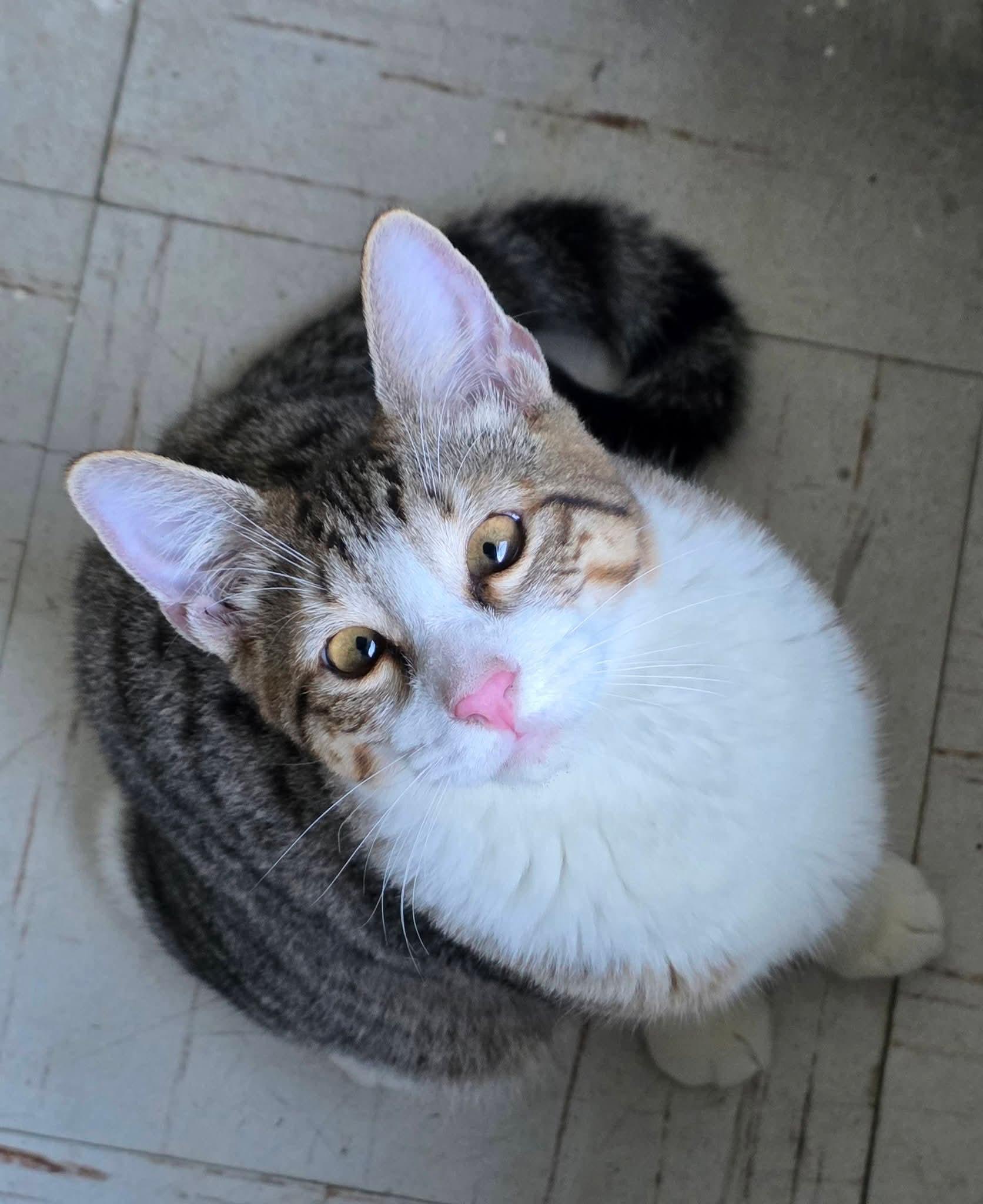 Nico, Adoptable, Kitten Male Siamese & Tabby.