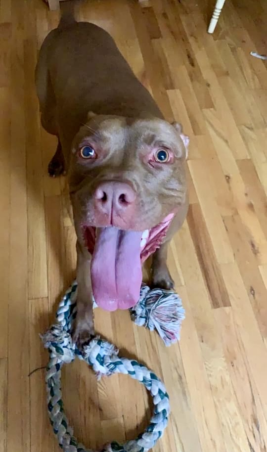 Enlarge Brooklyn Fluffy Dumbledog, a Adoptable Pit Bull Terrier in Kew Gardens, NY image 3/6