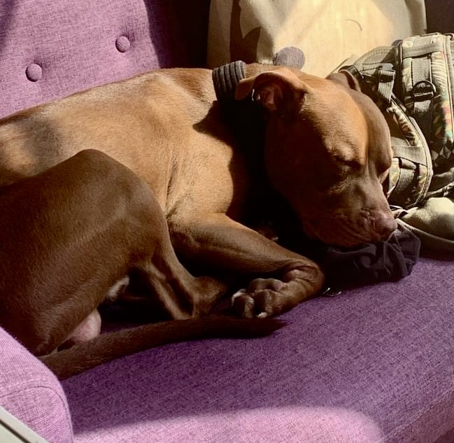 Enlarge Brooklyn Fluffy Dumbledog, a Adoptable Pit Bull Terrier in Kew Gardens, NY image 6/6