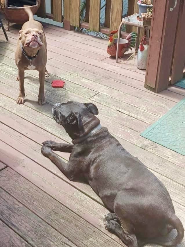 Enlarge Brooklyn Fluffy Dumbledog, a Adoptable Pit Bull Terrier in Kew Gardens, NY image 2/6