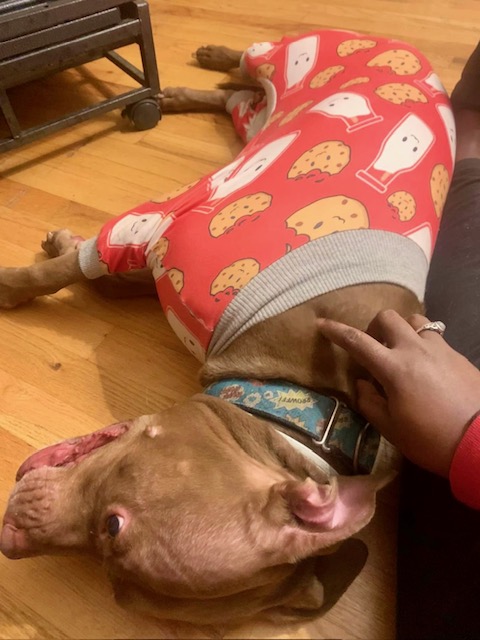 Enlarge Brooklyn Fluffy Dumbledog, a Adoptable Pit Bull Terrier in Kew Gardens, NY image 5/6