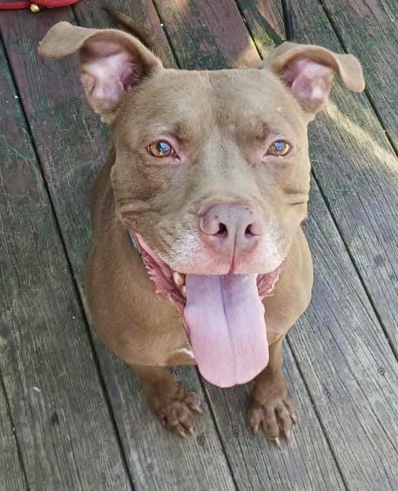 Enlarge Brooklyn Fluffy Dumbledog, a Adoptable Pit Bull Terrier in Kew Gardens, NY image 1/6