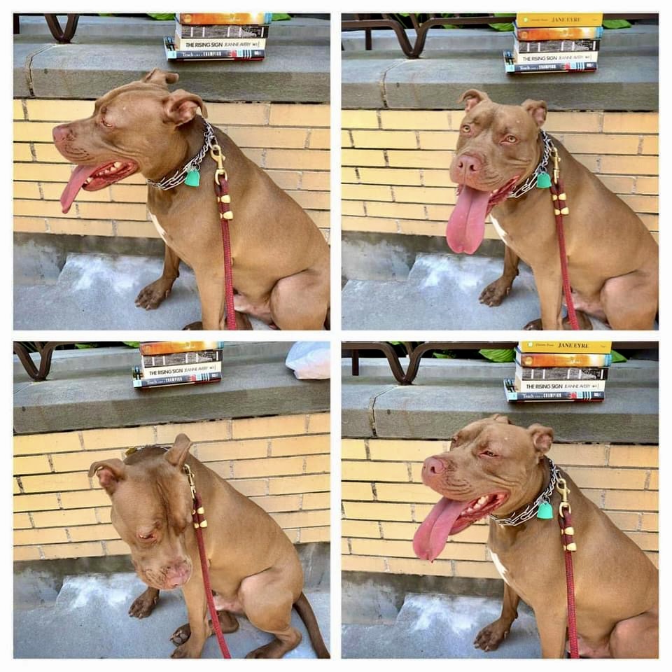 Enlarge Brooklyn Fluffy Dumbledog, a Adoptable Pit Bull Terrier in Kew Gardens, NY image 4/6