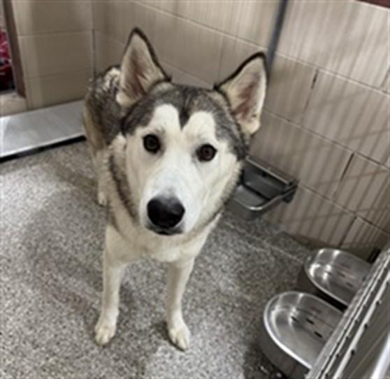 JANGLE, Adoptable, Young Male Siberian Husky.