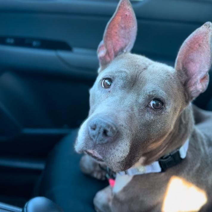 Caroline CCAS, Adoptable, Senior Female Mixed Breed.