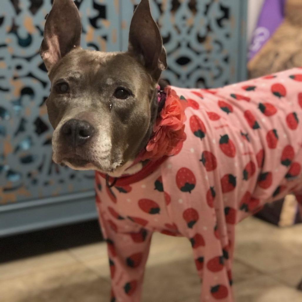 Enlarge Caroline, a Adoptable Mixed Breed in Savannah, GA image 2/6