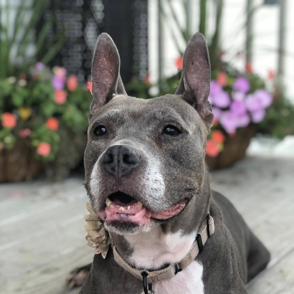 Enlarge Caroline, a Adoptable Mixed Breed in Savannah, GA image 3/6