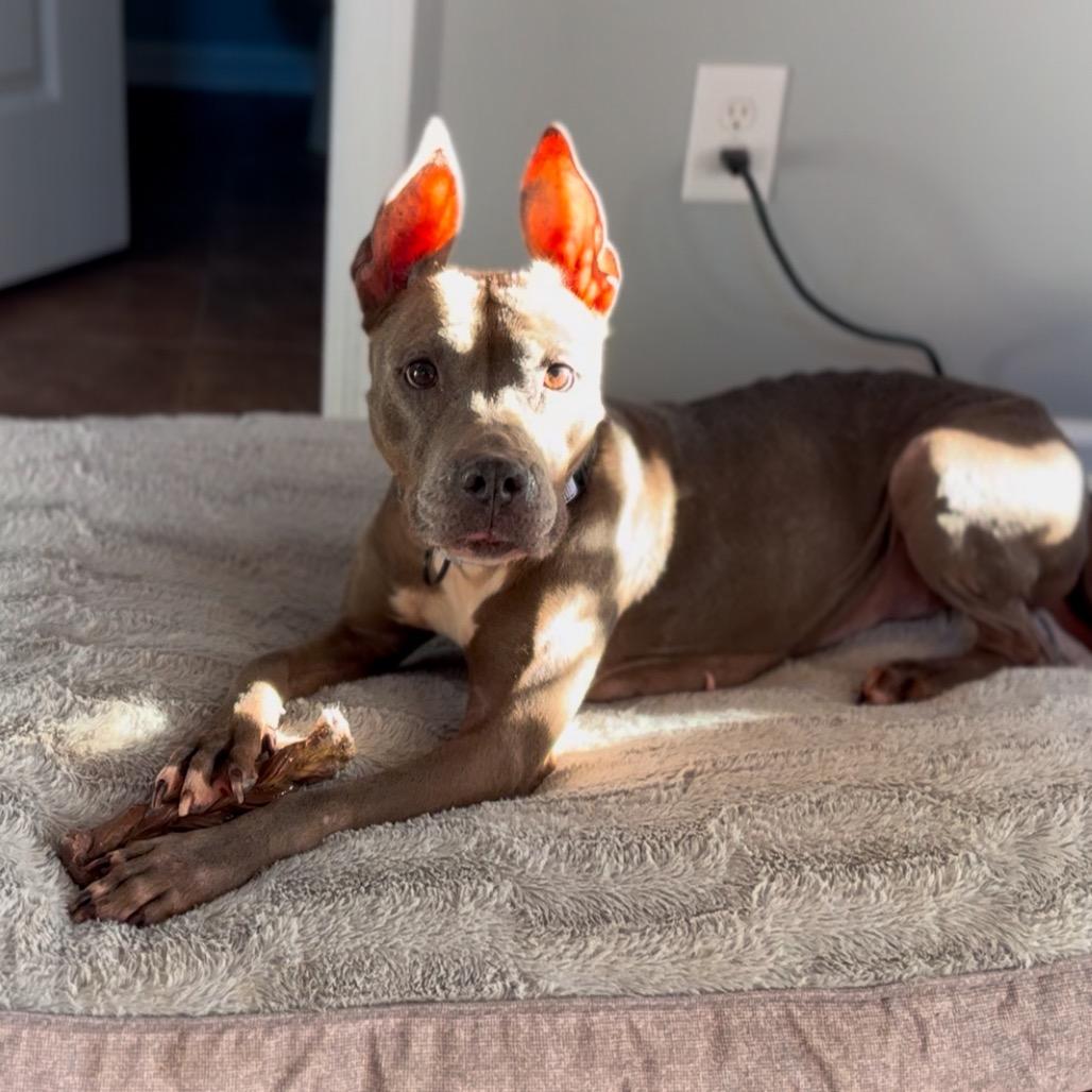 Enlarge Caroline CCAS, a Adoptable Mixed Breed in Savannah, GA image 2/2