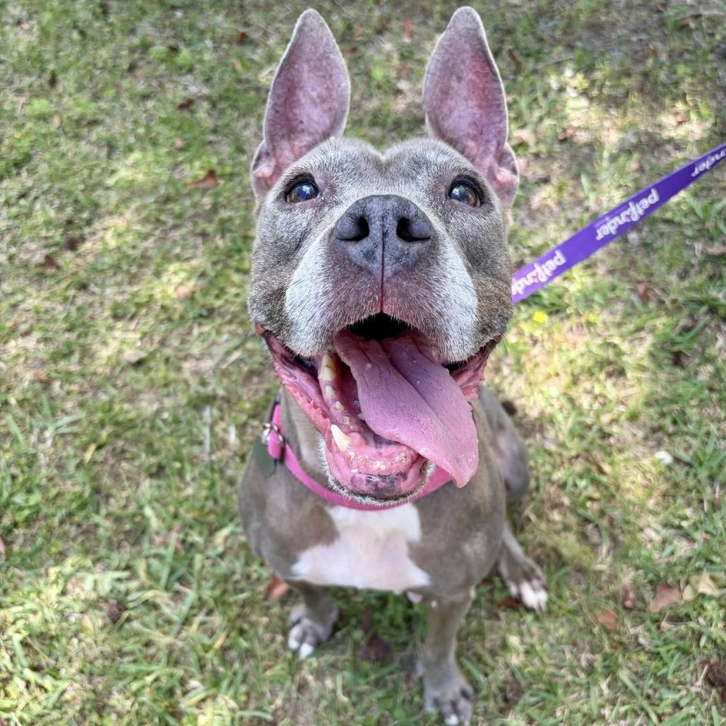 Enlarge Caroline, a Adoptable Mixed Breed in Savannah, GA image 4/6