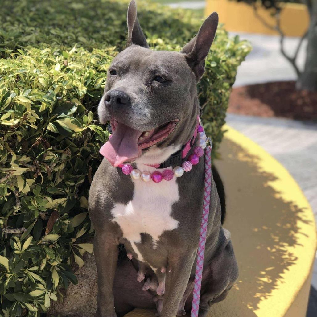 Enlarge Caroline, a Adoptable Mixed Breed in Savannah, GA image 5/6