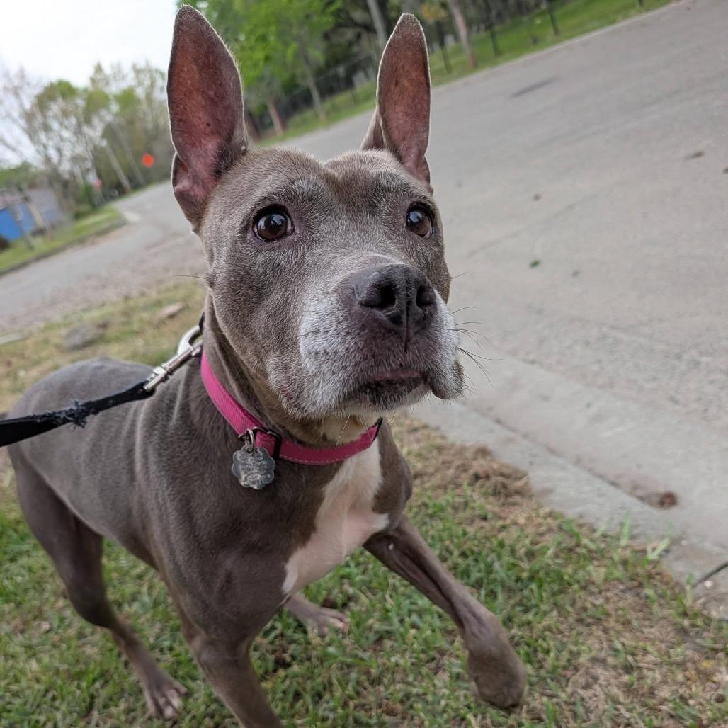 Enlarge Caroline, a Adoptable Mixed Breed in Savannah, GA image 6/6