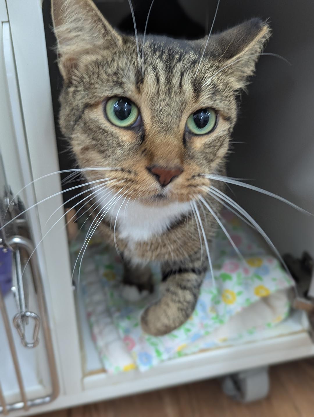 Hopi, ADOPTABLE, Adult Female Domestic Short Hair.
