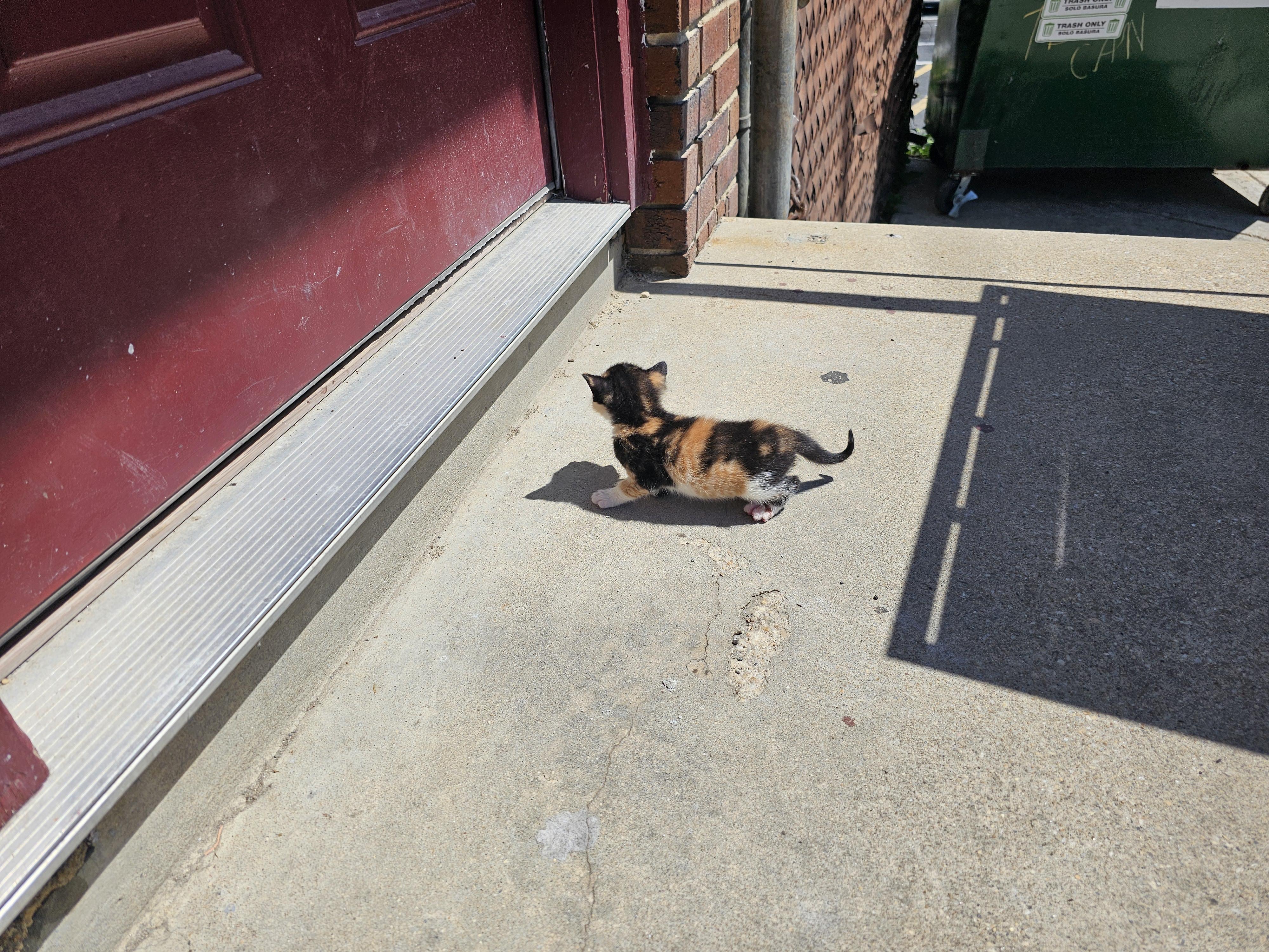 Thumper, an adopted Domestic Short Hair in Mount Rainier, MD image 3/3