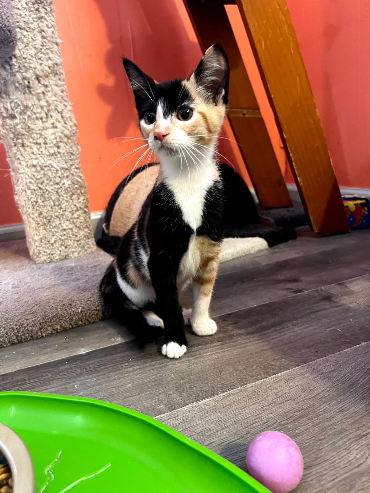 Thumper, adopted, Kitten Female Domestic Short Hair.