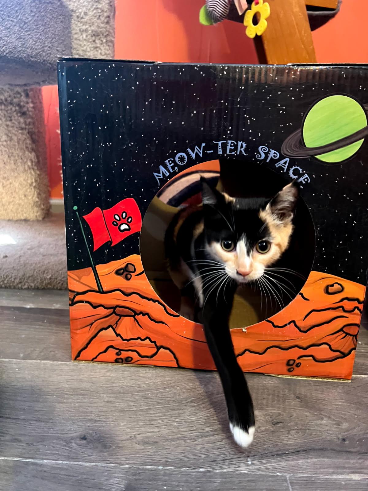 Thumper, an adopted Domestic Short Hair in Mount Rainier, MD image 2/3