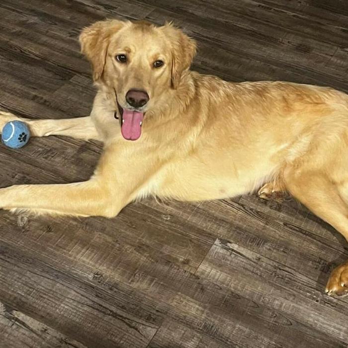 Lucy #7322, Adopted, Young Female Golden Retriever.