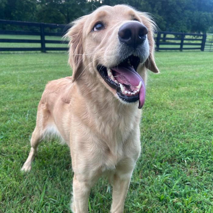 Lucy #7322, Adopted, Young Female Golden Retriever.