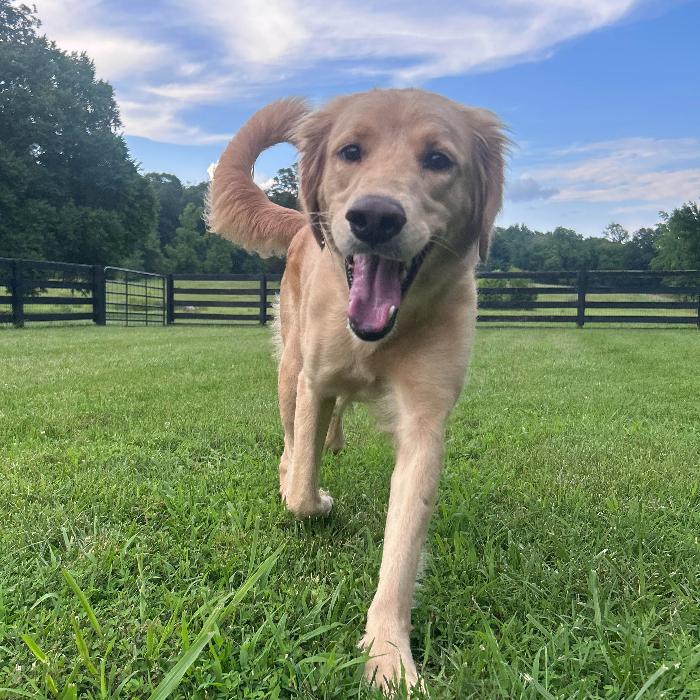 Lucy #7322, a Adopted Golden Retriever in Louisville, KY image 2/6