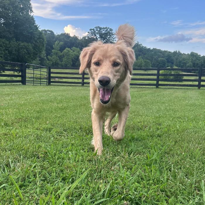 Lucy #7322, a Adopted Golden Retriever in Louisville, KY image 3/6