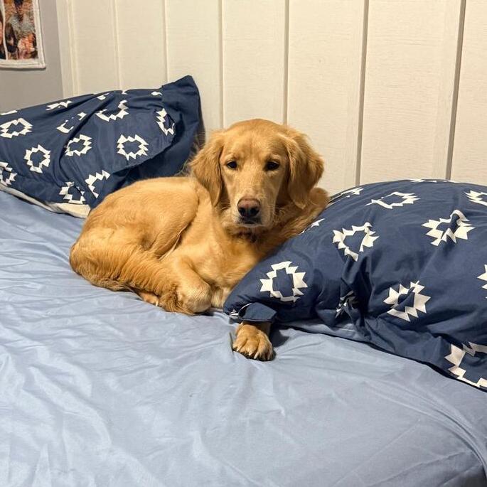 Lucy #7322, a Adopted Golden Retriever in Louisville, KY image 2/2