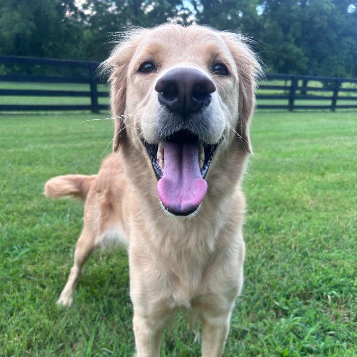 Lucy #7322, a Adopted Golden Retriever in Louisville, KY image 4/6